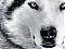 Avatar de Haimerher